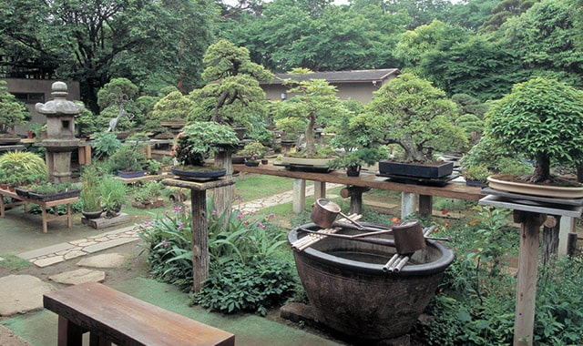 大宮盆栽村の盆栽園