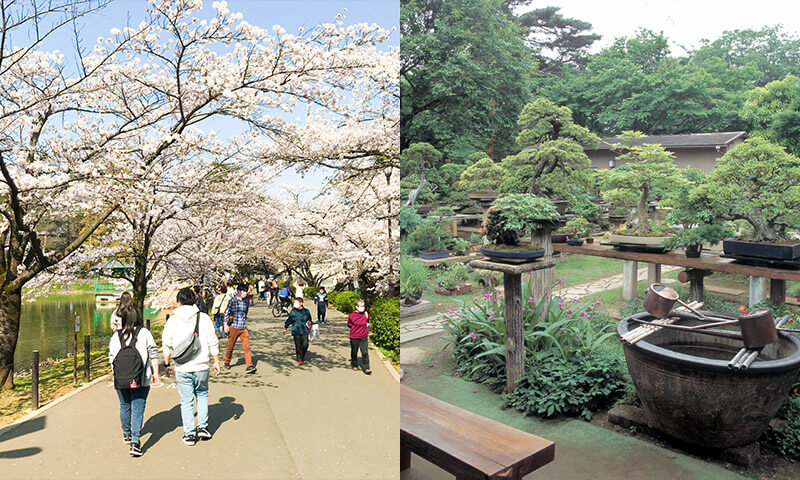 大宮公園の桜・大盆栽まつり