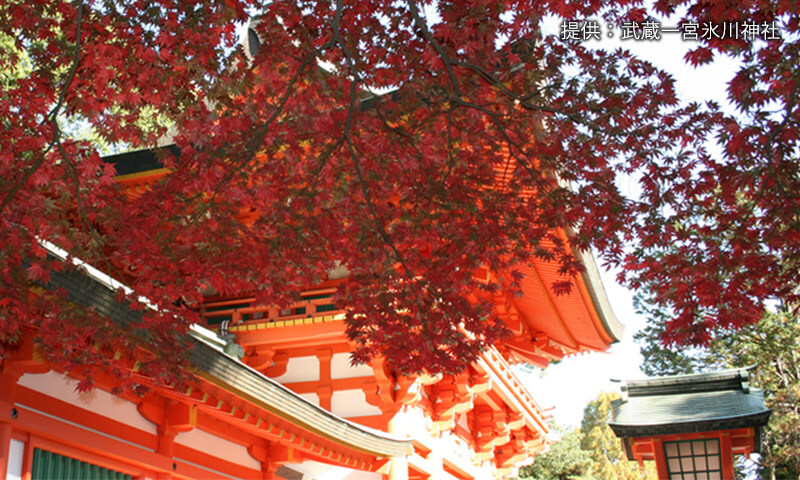 氷川神社の紅葉